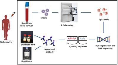 Review: Insights on Current FDA-Approved Monoclonal Antibodies Against Ebola Virus Infection